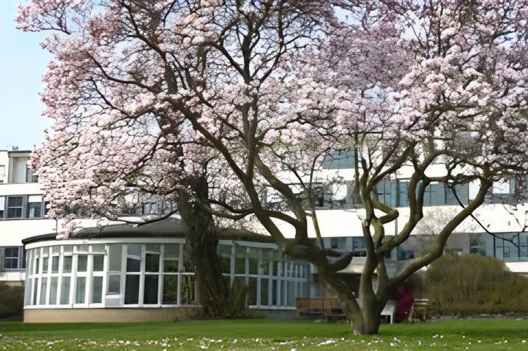 Foto des Gebäudes der Klinik für Psychiatrie und Psychotherapie Frankfurt